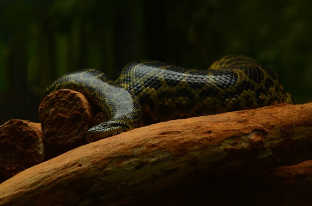 How a Nat Geo Shoot Helped Scientists Find a New Giant Anaconda
