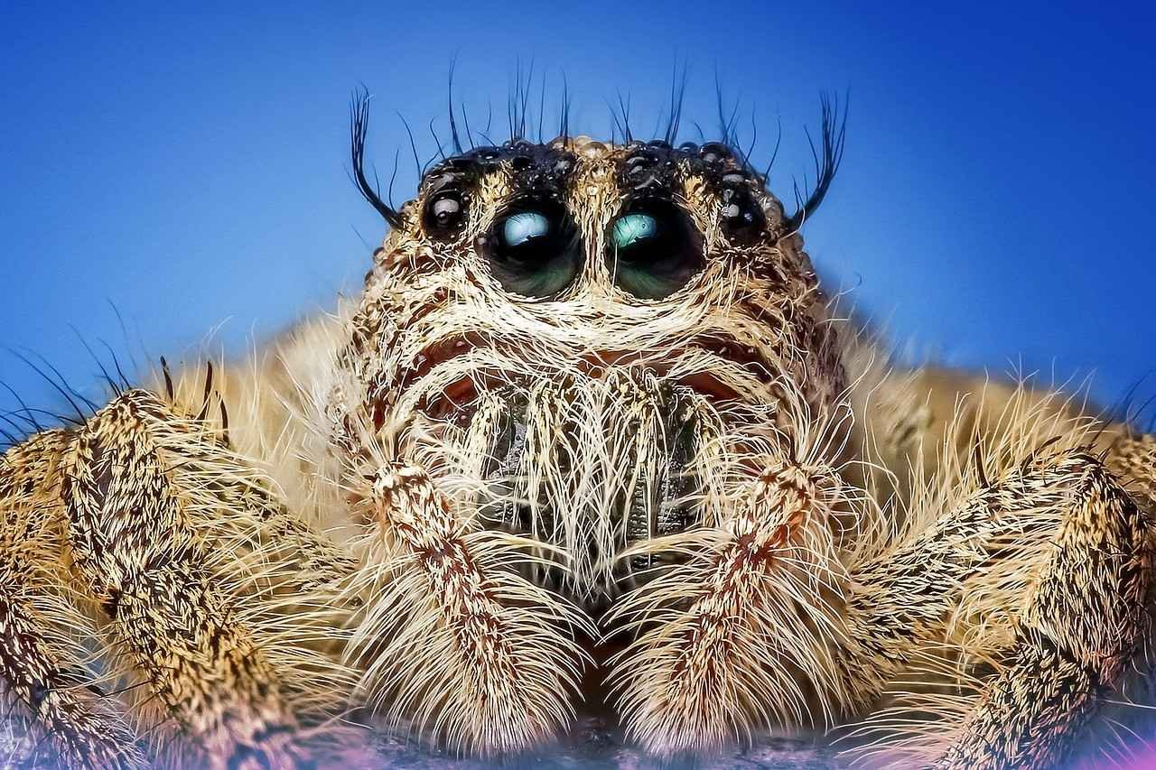 Keeping a Jumping Spider