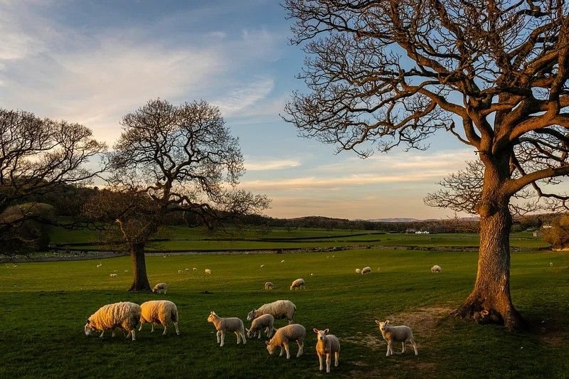 Leaping Lamb Farm / FarmStay USA, Oregon