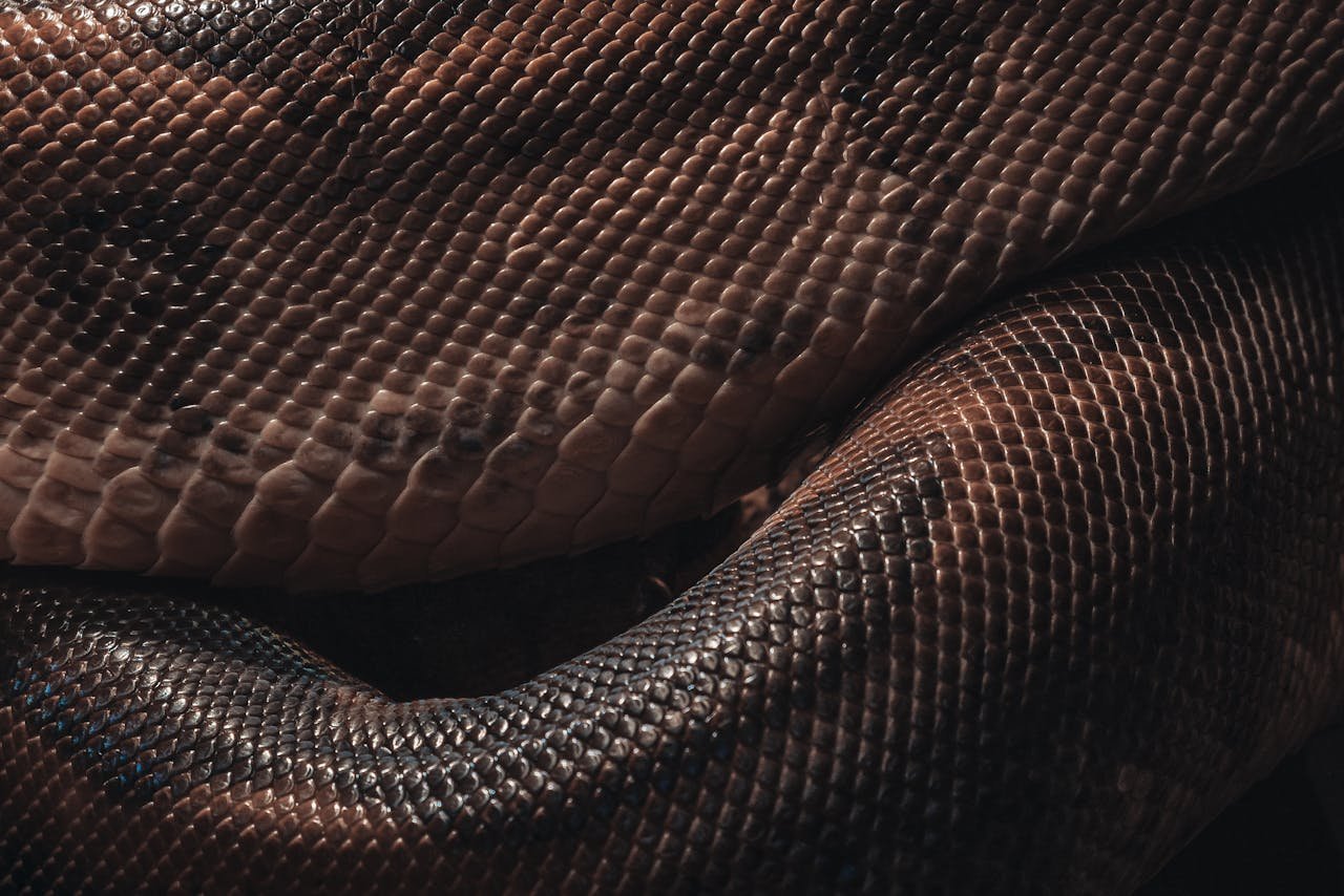 New Giant Anaconda