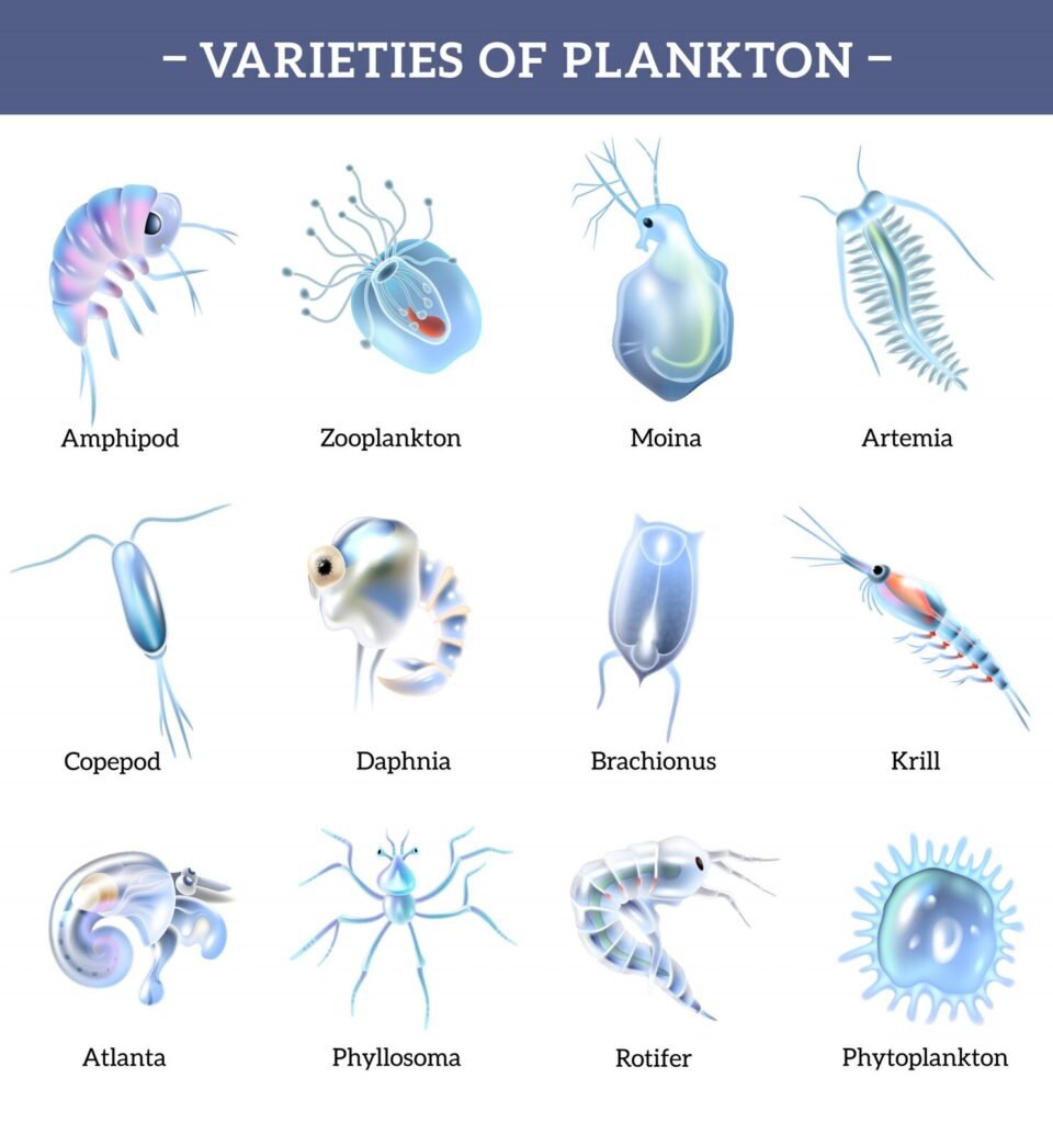 What Does Phytoplankton Eat?
