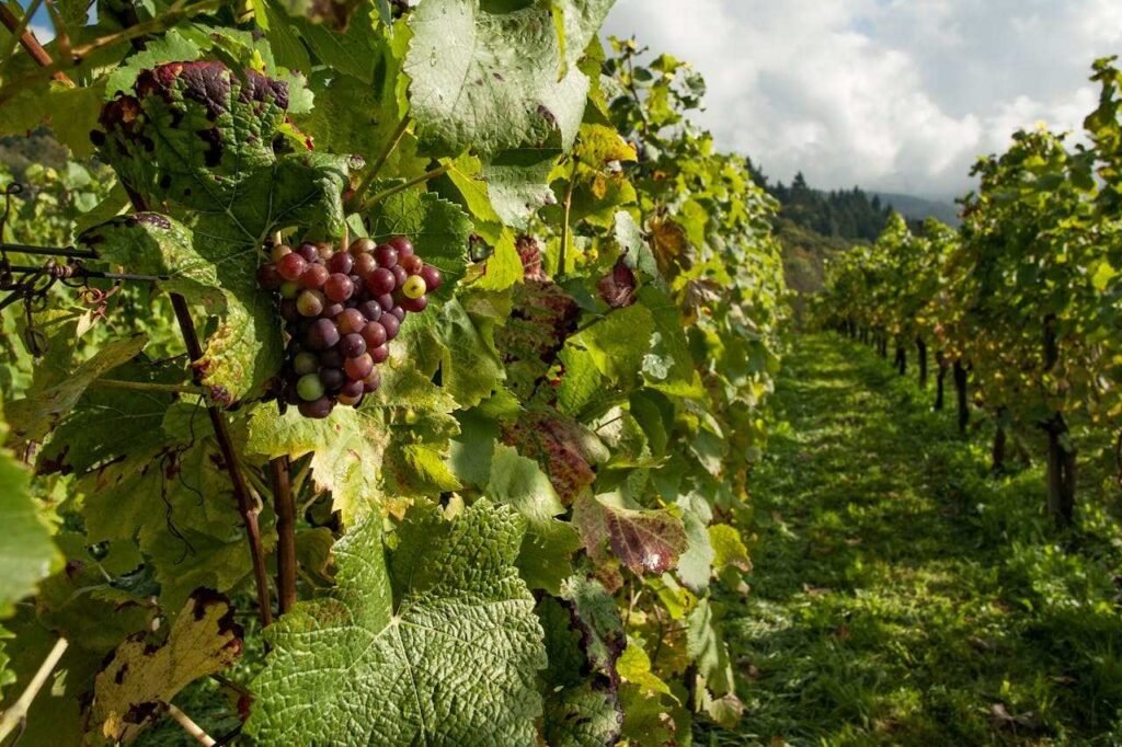 Winemakers Urged to Save Earthworms and What Regenerative Viticulture