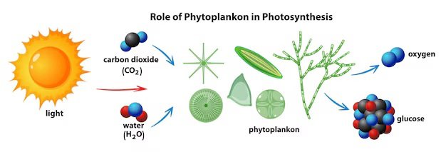 Phytoplankton roles in photosynthesis