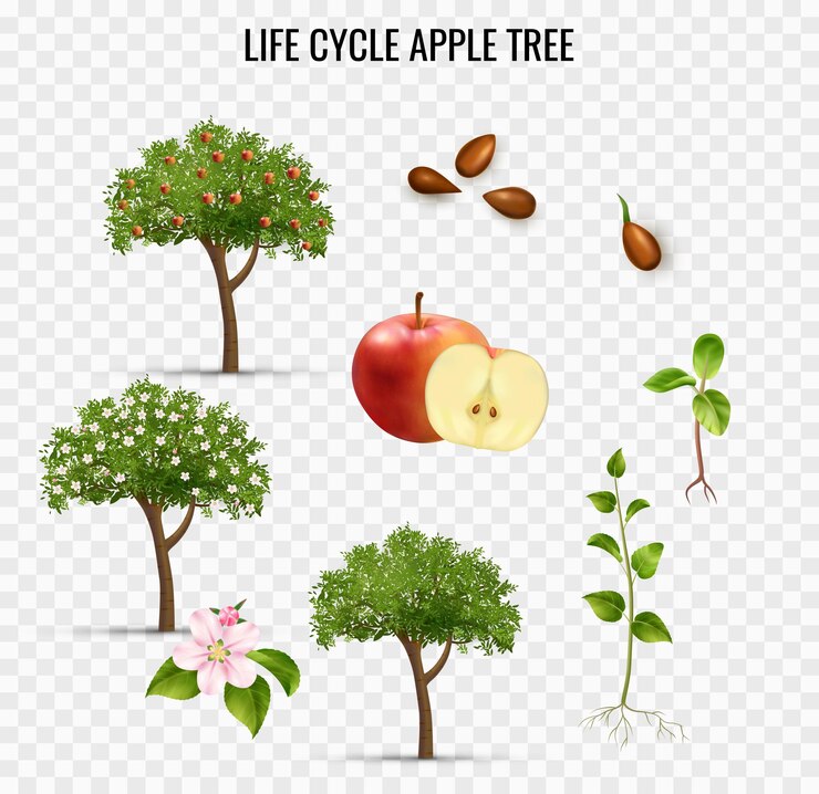 Apple Tree life circle