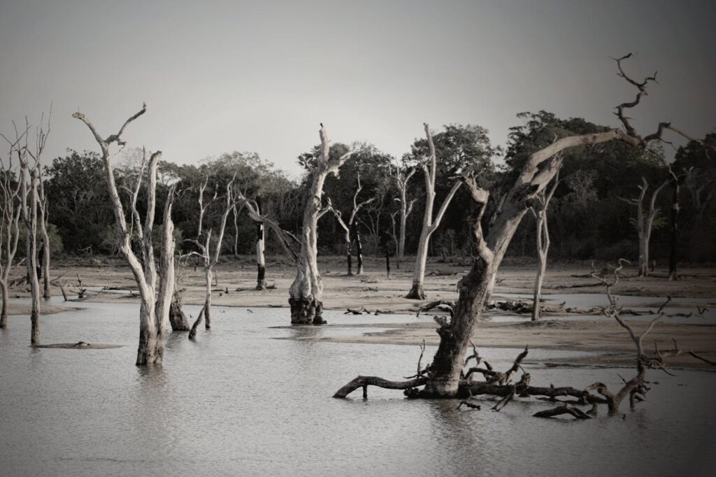 Flooding due to deforestation