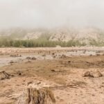 Negative Effects of Deforestation on the Environment