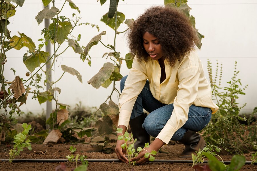 Planting Herbs as Organic Repellents