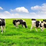 Positive Effects of Dairy Farming on the Environment