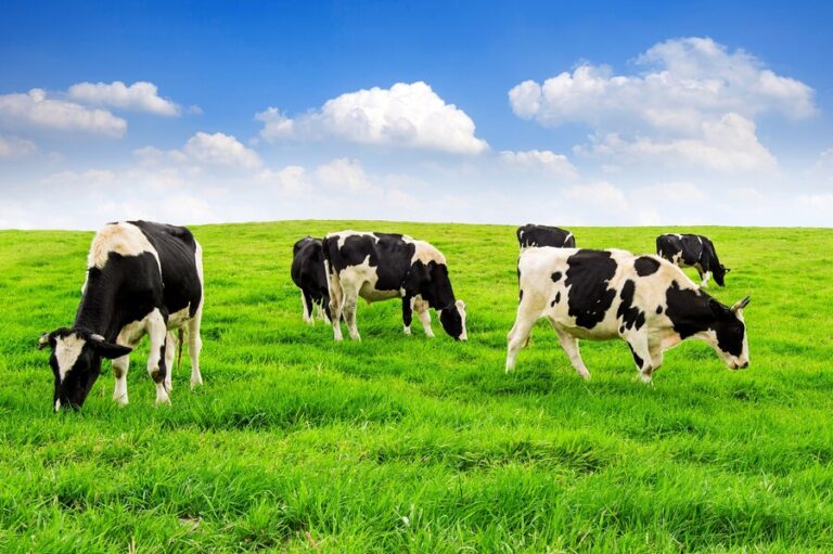 Positive Effects of Dairy Farming on the Environment