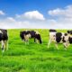 Positive Effects of Dairy Farming on the Environment