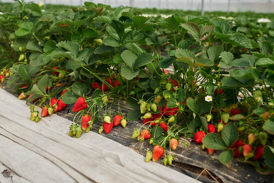 Strawberry (Fragaria x ananassa)