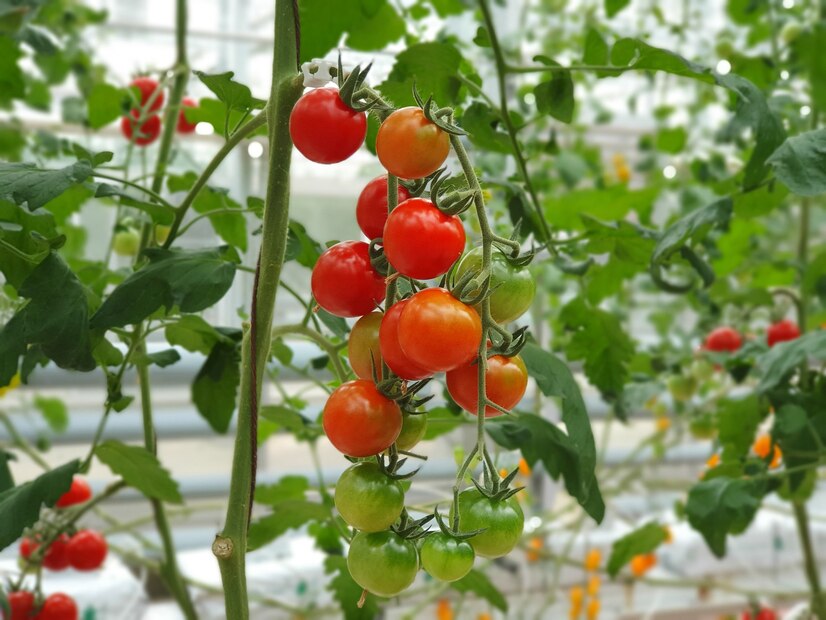 Tomatoes plant