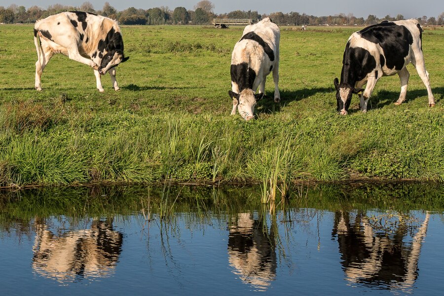 dairy farmers have developed buffer strips