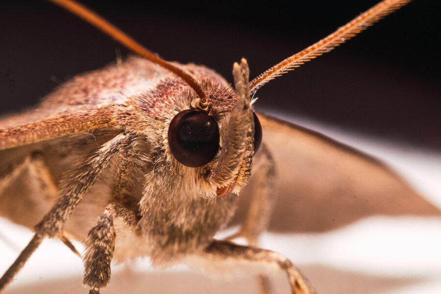 pheromones in insects