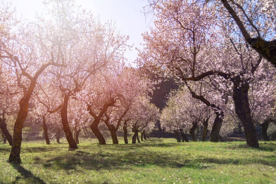 Almond Orchard