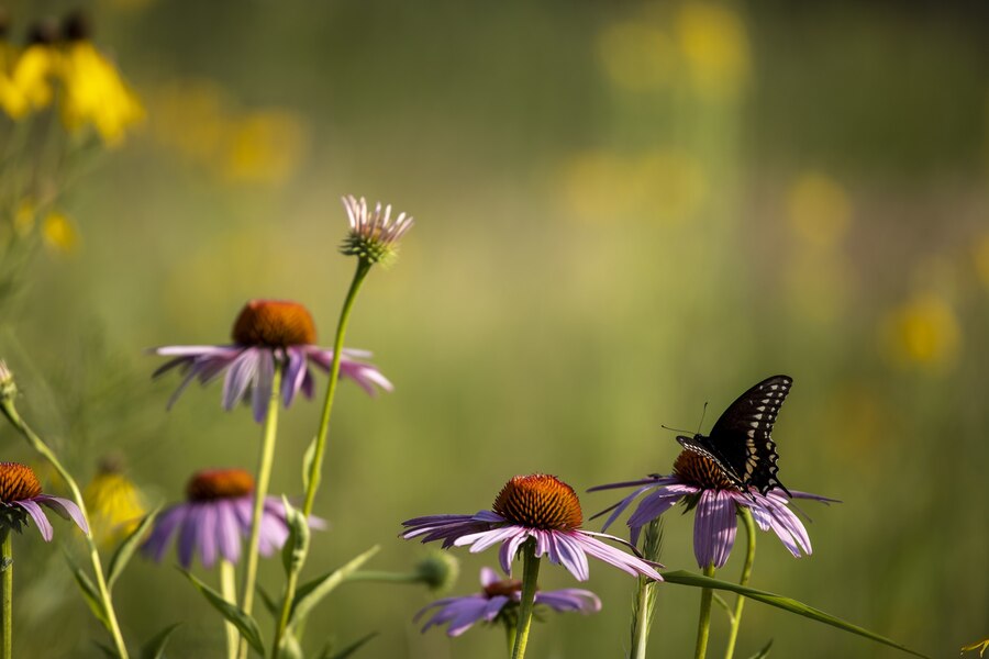 Butterflies on Wildflowers