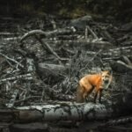 Effects of Deforestation on Animals