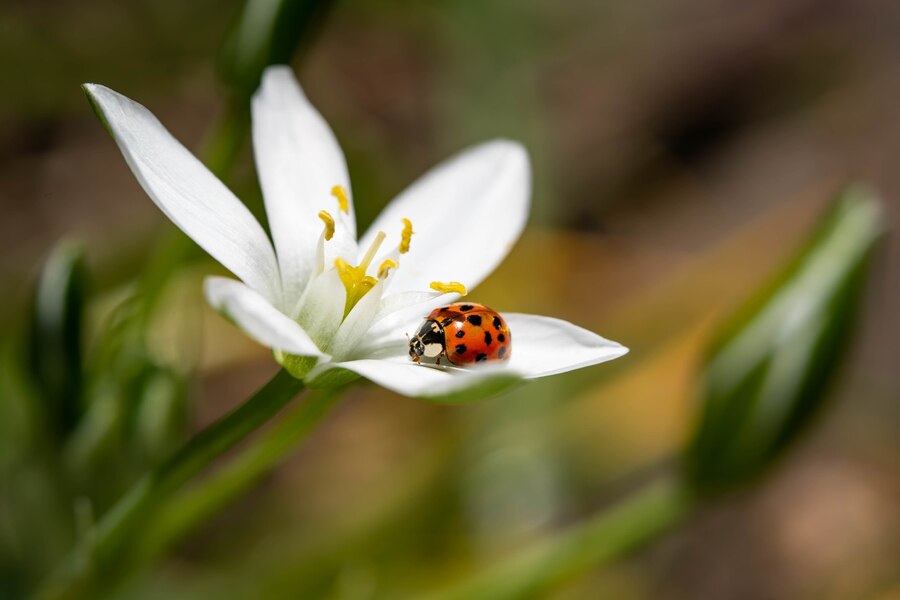 Wildflower Provide Food for Insects and Wildlife