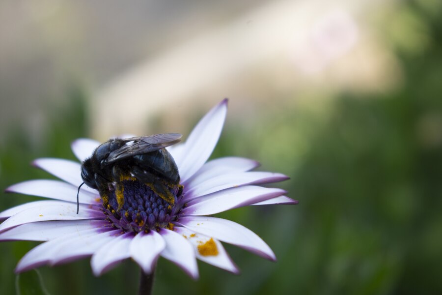 Wildflower Attract Pollinators