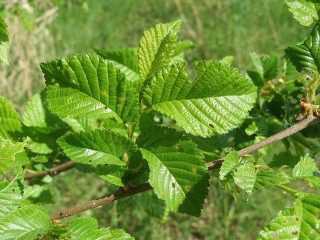 American Elm