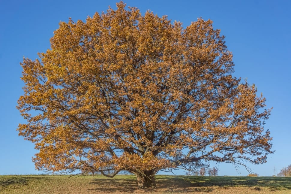 Brown Sycamore Tree