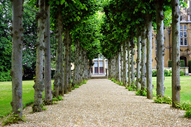 Fast-Growing Trees for Shade at Home