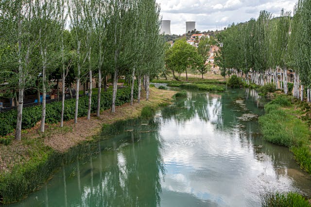 River Birch trees
