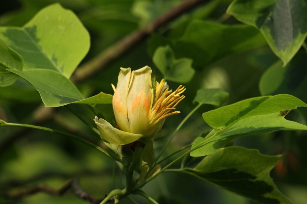 Tulip Tree