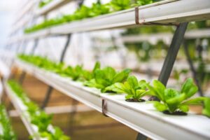 Vertical Farming at Home