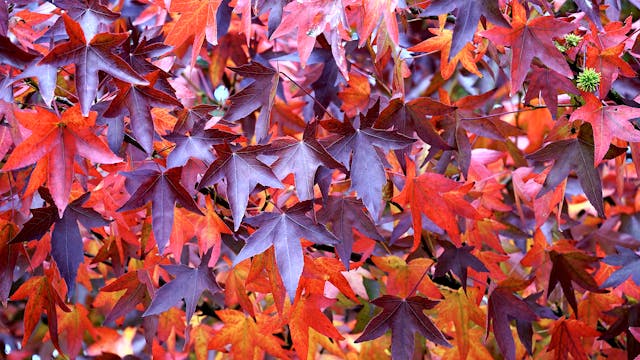 Fast-Growing Trees for Shade at Home