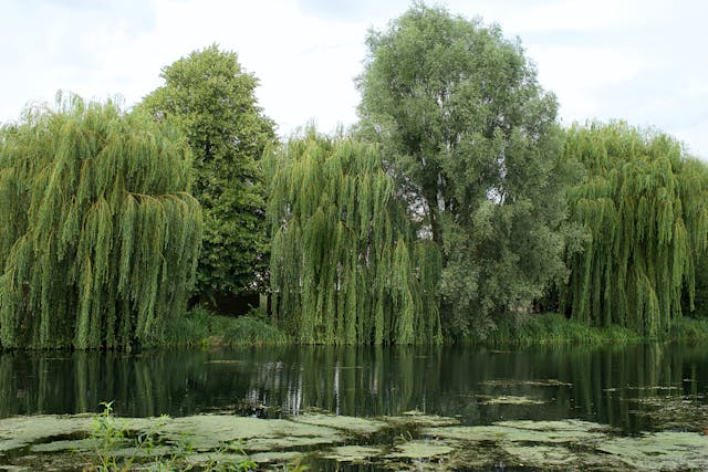 Weeping Willow