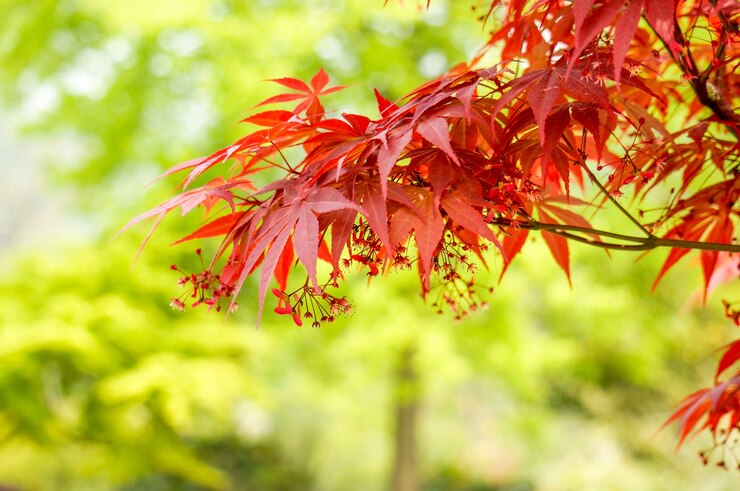 Northern Red Oak 