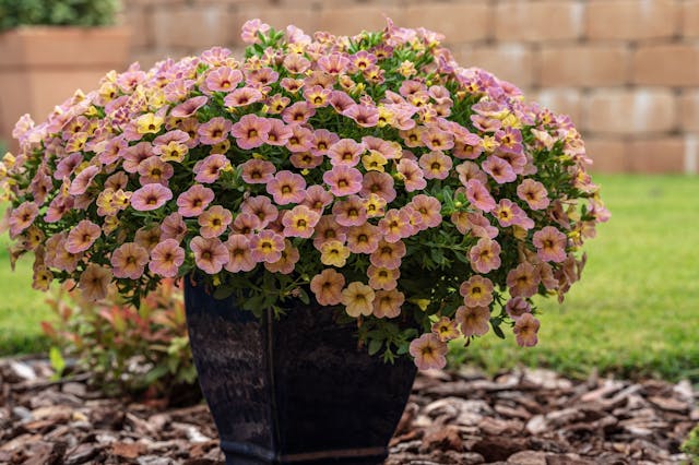 Calibrachoa