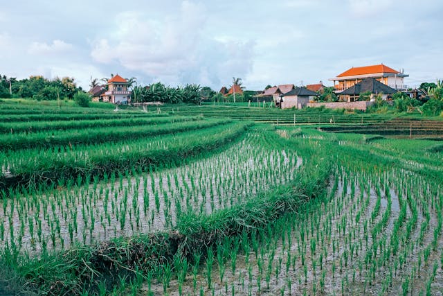 Flood Irrigation