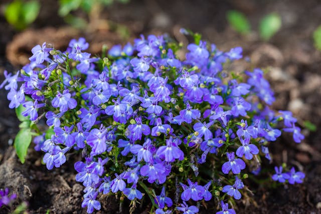 Lobelia