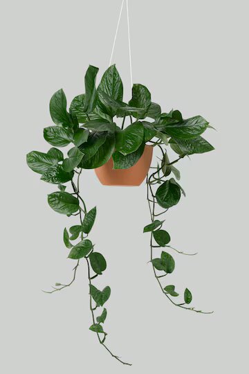 Pothos