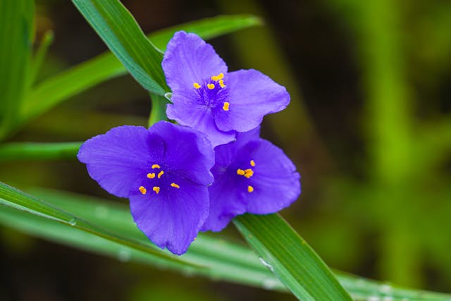 Purple Spiderwort