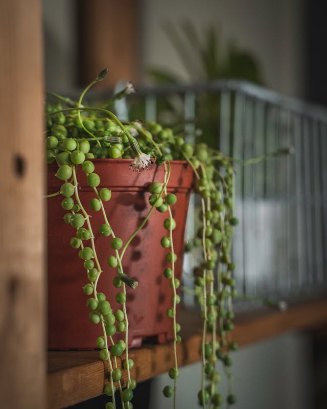 String of Pearls