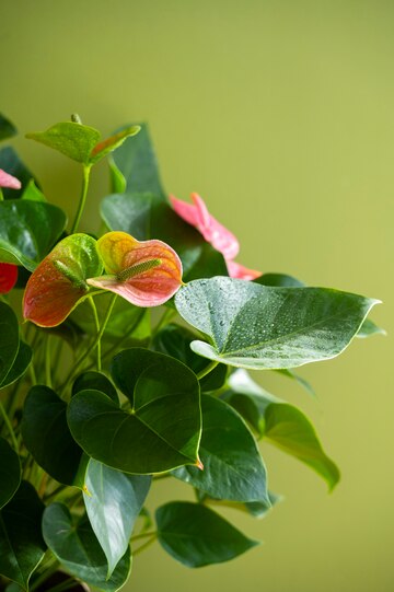 Sweet Potato Vine 