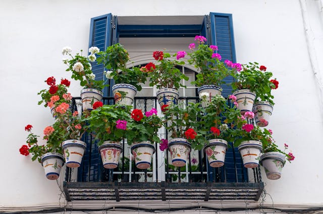 Trailing Geraniums