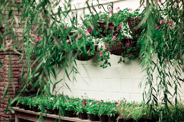 Hanging Plants for Hanging Baskets