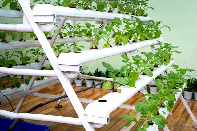 Hydroponics and Aquaponics