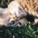 cat and dot pets on a green grass