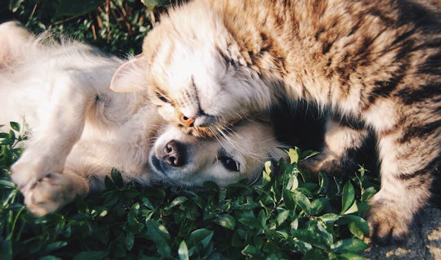 cat and dot pets on a green grass