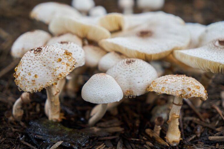 Is Mushroom Farming Good for the Environment