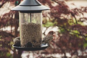 Homemade Bird Seed Recipes