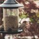 Homemade Bird Seed Recipes