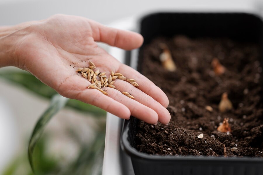 Seed Saving