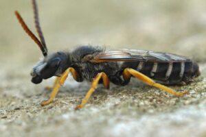 Are Carpenter Bees Pollinators