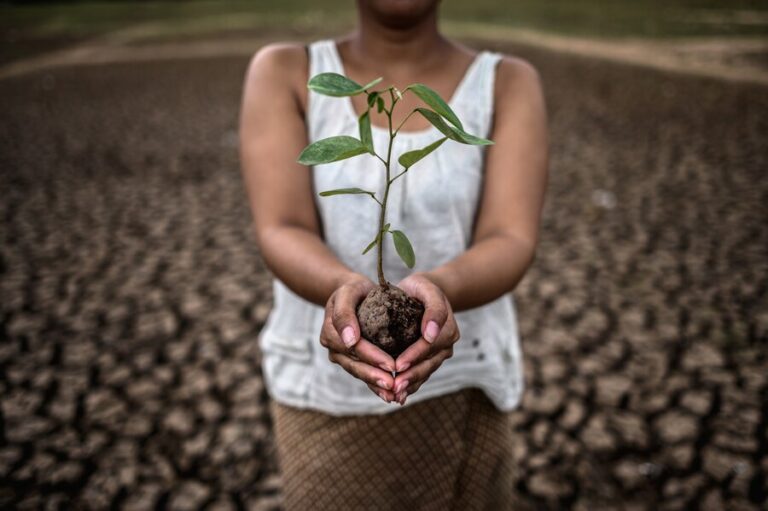 Are Trees a Renewable Resource